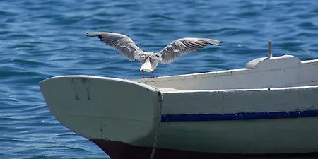 Tamaris