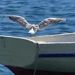 Tamaris